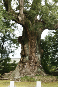 来宫神社的大樟树