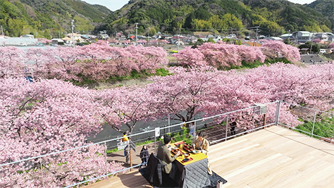 桜テラス～花絨毯～