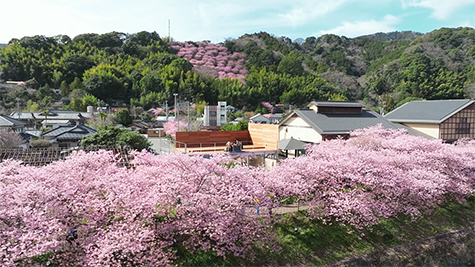 桜テラス～花絨毯～