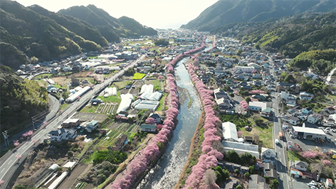 桜テラス～花絨毯～