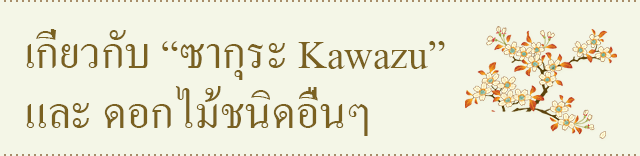 เกี่ยวกับ ซากุระ Kawazu และ ดอกไม้ชนิดอื่นๆ